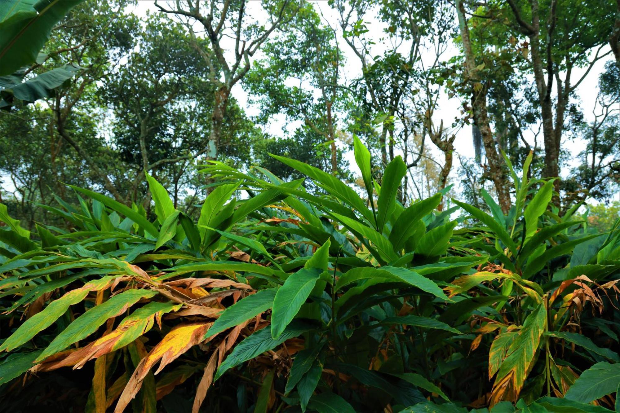 Peakaavu Cottages Idukki Luaran gambar